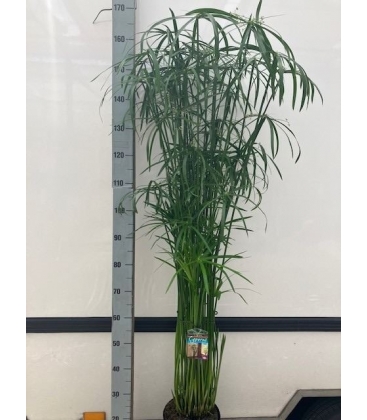 Cyperus