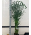 Cyperus