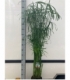 Cyperus