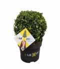 Ilex