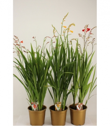 Crocosmia
