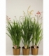 Crocosmia