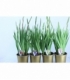 Gladiolus