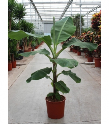 Musa