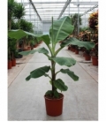 Musa