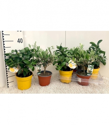 Citrus