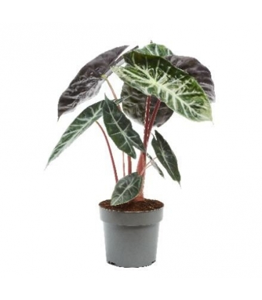 Alocasia
