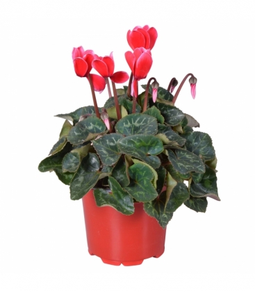 Cyclamen