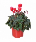 Cyclamen