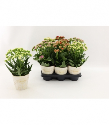 Kalanchoe
