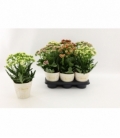 Kalanchoe