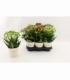 Kalanchoe