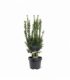 Taxus