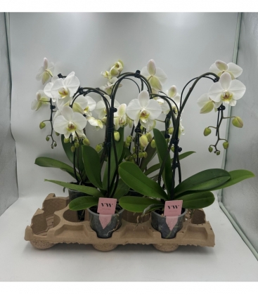 Phalaenopsis