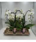 Phalaenopsis