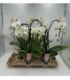Phalaenopsis