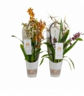 Orchids