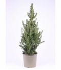 Picea