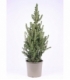 Picea