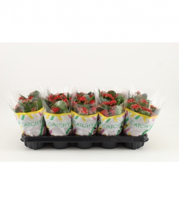 Kalanchoe