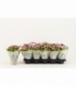 Kalanchoe