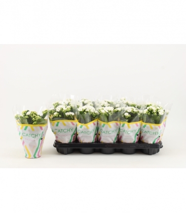Kalanchoe