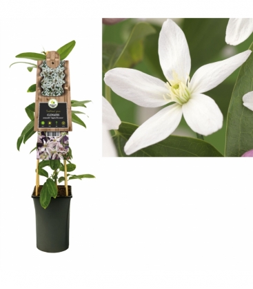 Clematis
