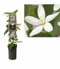 Clematis