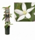 Clematis