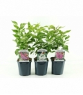 Syringa
