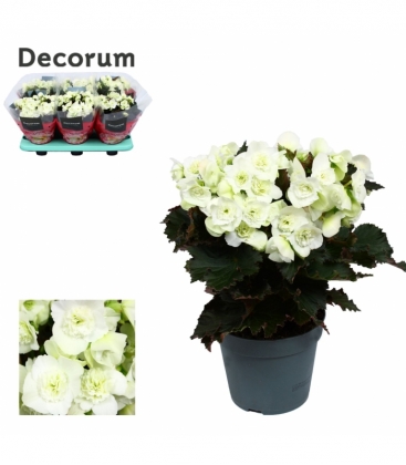 Begonia