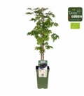 Rubus