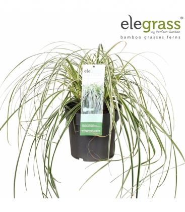 Carex