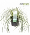 Carex