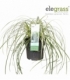 Carex