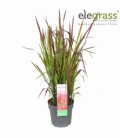 Imperata