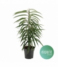 Ficus