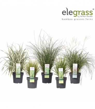 Grasses