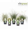Grasses