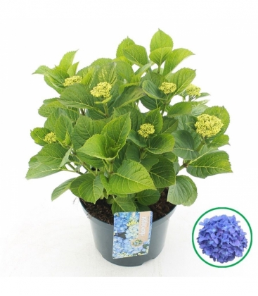 Hydrangea