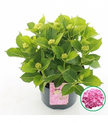 Hydrangea