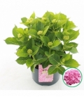 Hydrangea