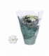 Kalanchoe