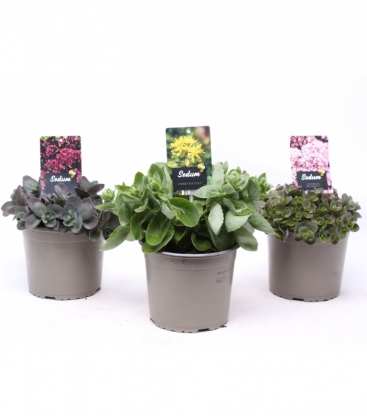Sedum