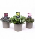 Sedum