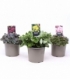 Sedum
