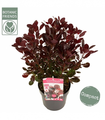 Cotinus