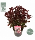 Cotinus