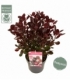 Cotinus