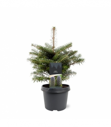 Abies